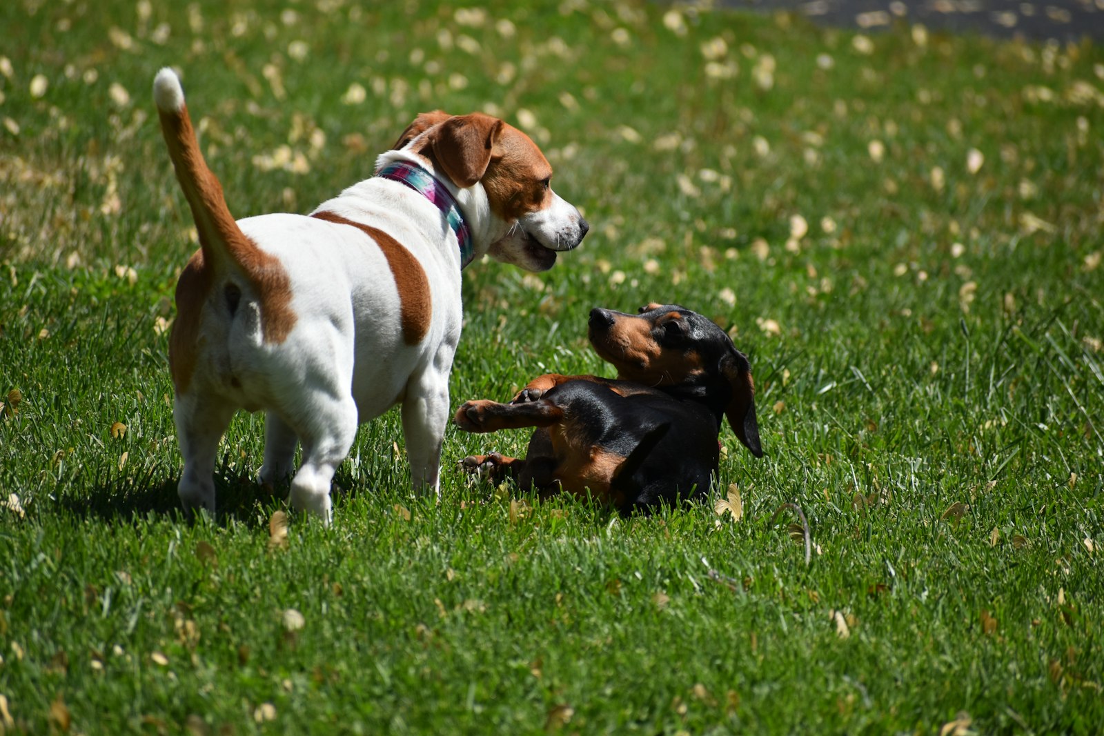 The Dogs Who Seemed to “Transform” After Daycare, and What Actually Changed